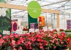 Benary - één van de veredelaars die we helaas niet hebben kunnen bezoeken dit jaar - pakte uit met o.a. de nieuwe begonia 'BIG' serie